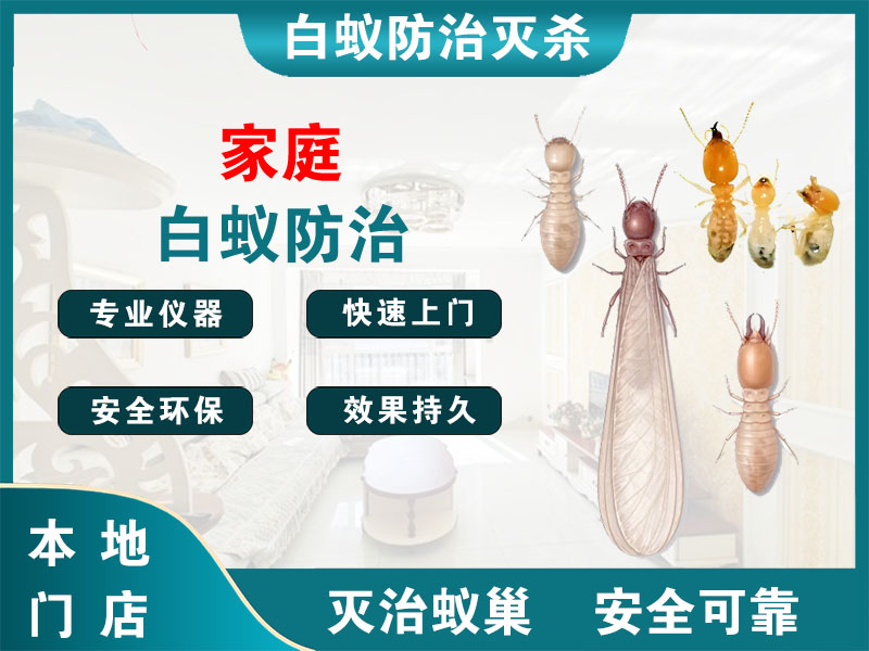 栖霞家庭白蚁防治